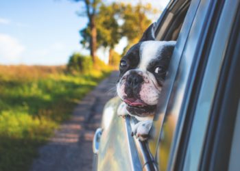 Travel With Your Dog