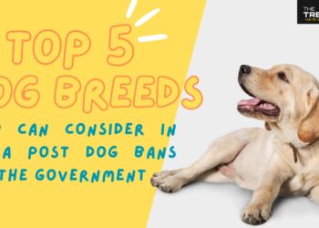 Top 5 Dog Breeds You Can Consider In India Post Dog Bans By The Government